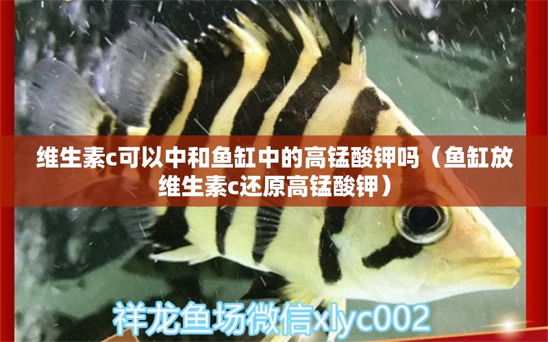维生素c可以中和鱼缸中的高锰酸钾吗（鱼缸放维生素c还原高锰酸钾） 观赏鱼市场（混养鱼）