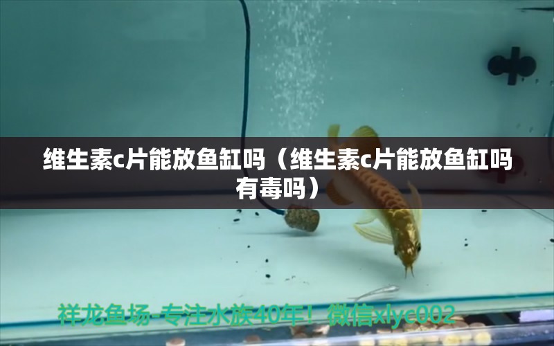 维生素c片能放鱼缸吗（维生素c片能放鱼缸吗有毒吗） 虎纹银版鱼