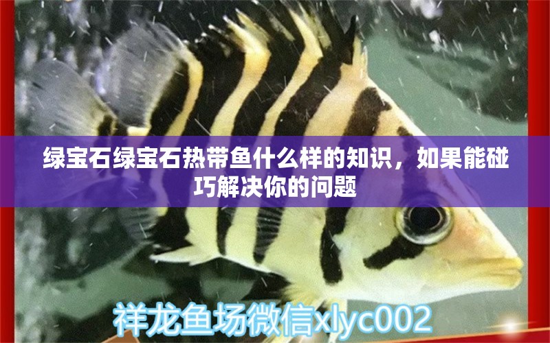 绿宝石绿宝石热带鱼什么样的知识，如果能碰巧解决你的问题 广州龙鱼批发市场