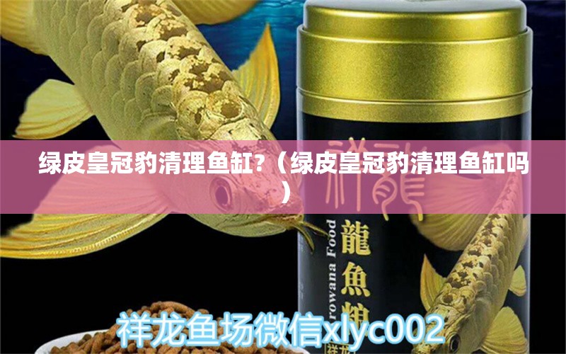 绿皮皇冠豹清理鱼缸?（绿皮皇冠豹清理鱼缸吗）