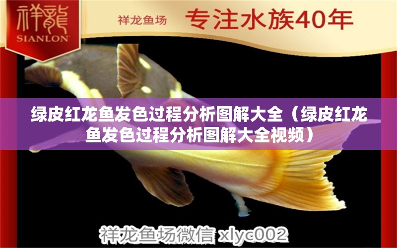 绿皮红龙鱼发色过程分析图解大全（绿皮红龙鱼发色过程分析图解大全视频） 广州龙鱼批发市场