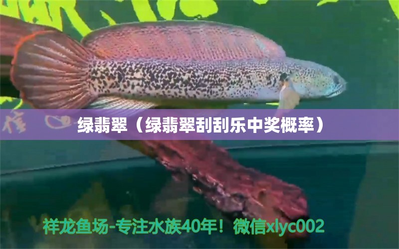 绿翡翠（绿翡翠刮刮乐中奖概率）