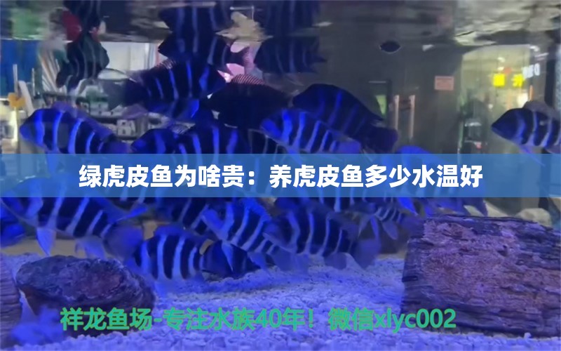 绿虎皮鱼为啥贵：养虎皮鱼多少水温好