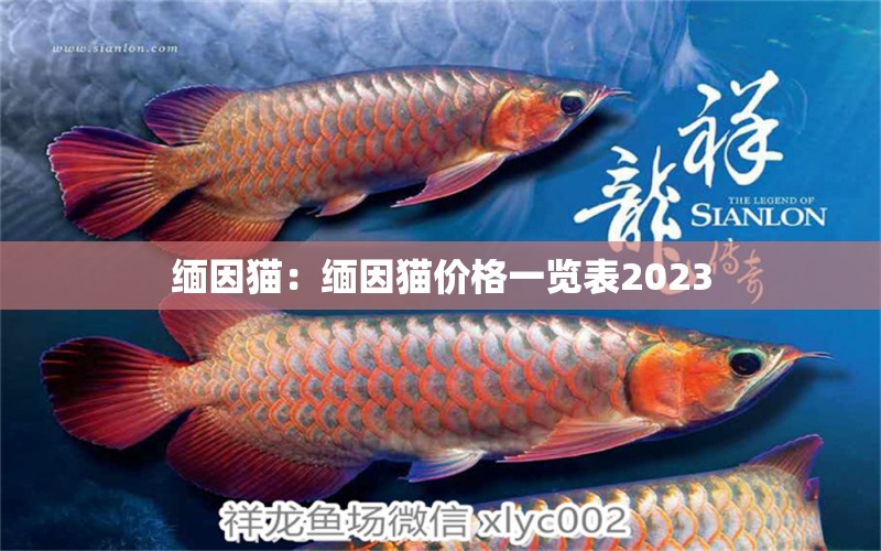 缅因猫：缅因猫价格一览表2023