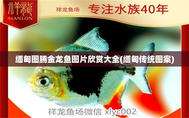 缅甸图腾金龙鱼图片欣赏大全(缅甸传统图案) 图腾金龙鱼
