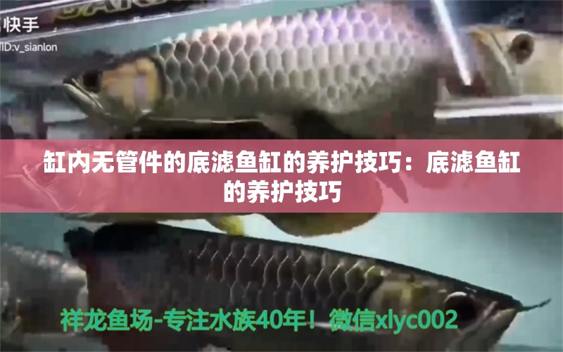 缸内无管件的底滤鱼缸的养护技巧：底滤鱼缸的养护技巧