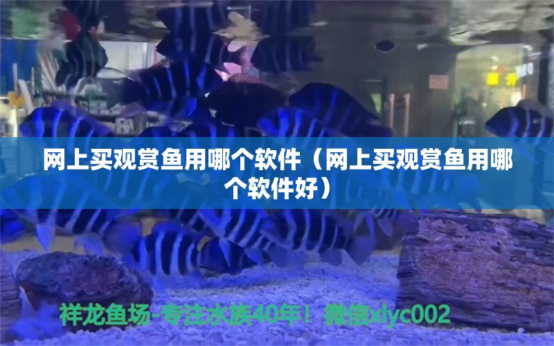 网上买观赏鱼用哪个软件（网上买观赏鱼用哪个软件好） 网上购买观赏鱼