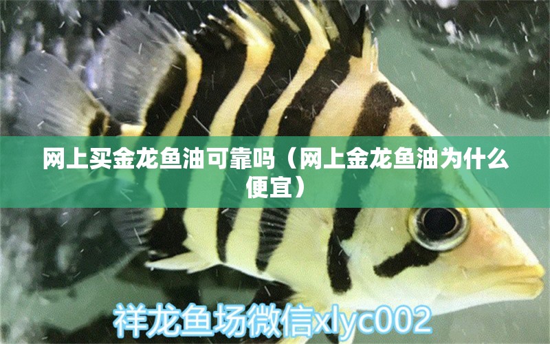 网上买金龙鱼油可靠吗（网上金龙鱼油为什么便宜）