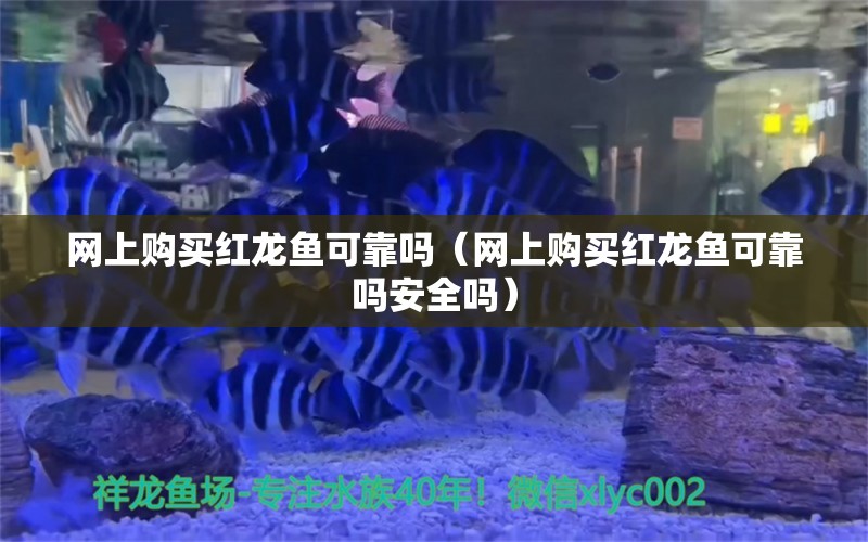 网上购买红龙鱼可靠吗（网上购买红龙鱼可靠吗安全吗） 网上购买观赏鱼