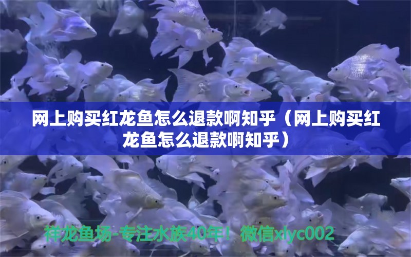 网上购买红龙鱼怎么退款啊知乎（网上购买红龙鱼怎么退款啊知乎）