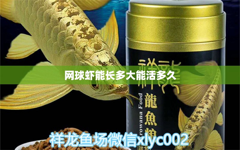 网球虾能长多大能活多久 白子银版鱼 第2张