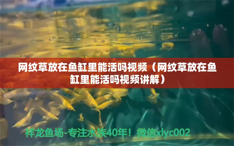 网纹草放在鱼缸里能活吗视频（网纹草放在鱼缸里能活吗视频讲解）