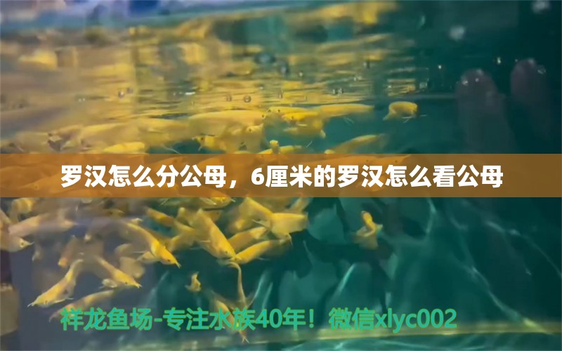 罗汉怎么分公母，6厘米的罗汉怎么看公母 观赏鱼 第1张