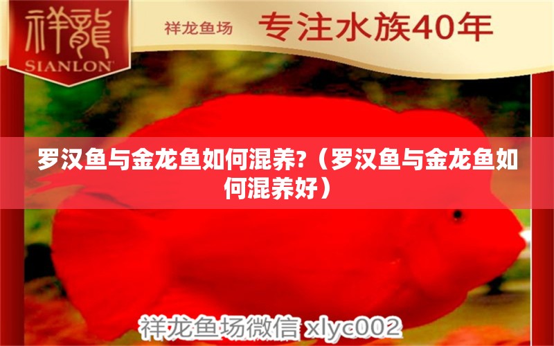 罗汉鱼与金龙鱼如何混养?（罗汉鱼与金龙鱼如何混养好）