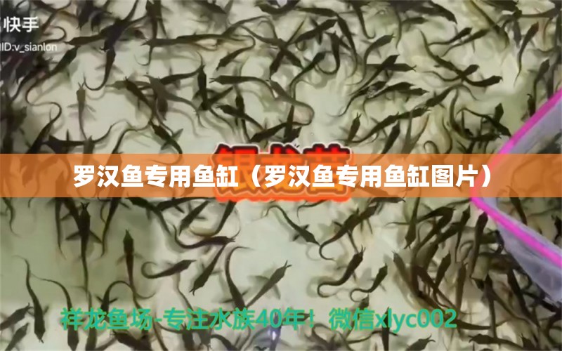 罗汉鱼专用鱼缸（罗汉鱼专用鱼缸图片） 罗汉鱼