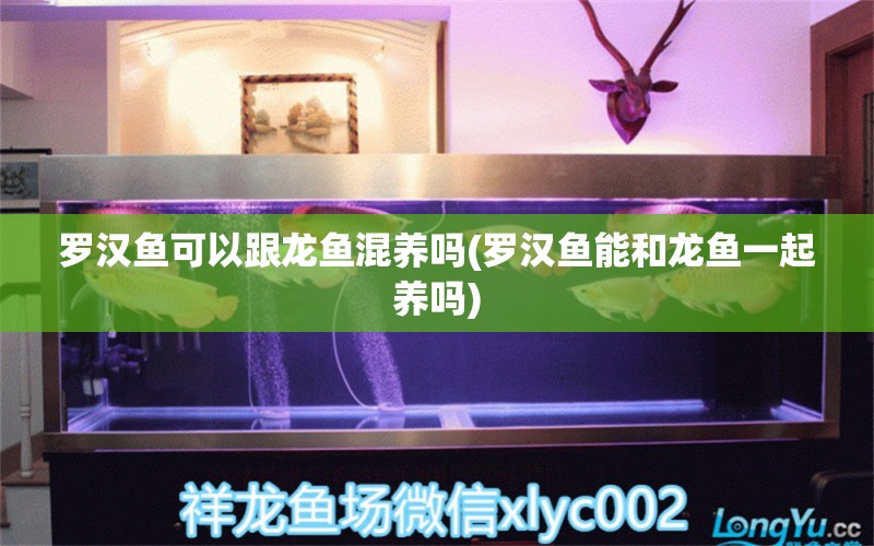 罗汉鱼可以跟龙鱼混养吗(罗汉鱼能和龙鱼一起养吗) 罗汉鱼