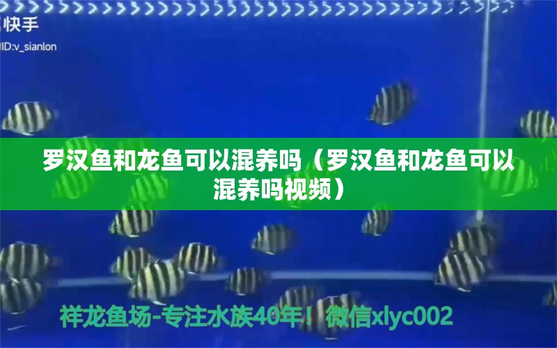 罗汉鱼和龙鱼可以混养吗（罗汉鱼和龙鱼可以混养吗视频） 罗汉鱼