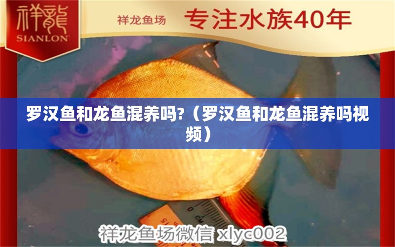 罗汉鱼和龙鱼混养吗?（罗汉鱼和龙鱼混养吗视频） 罗汉鱼