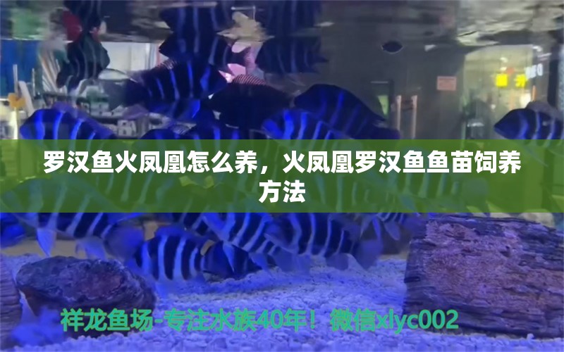 罗汉鱼火凤凰怎么养，火凤凰罗汉鱼鱼苗饲养方法