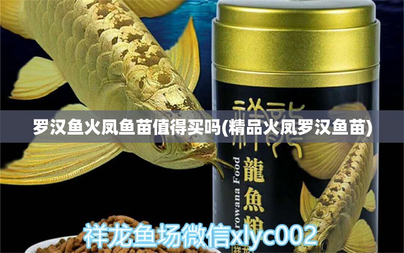 罗汉鱼火凤鱼苗值得买吗(精品火凤罗汉鱼苗)