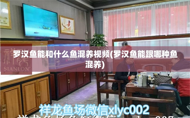 罗汉鱼能和什么鱼混养视频(罗汉鱼能跟哪种鱼混养)