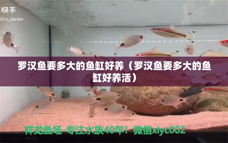 罗汉鱼要多大的鱼缸好养（罗汉鱼要多大的鱼缸好养活） 祥龙鱼场品牌产品