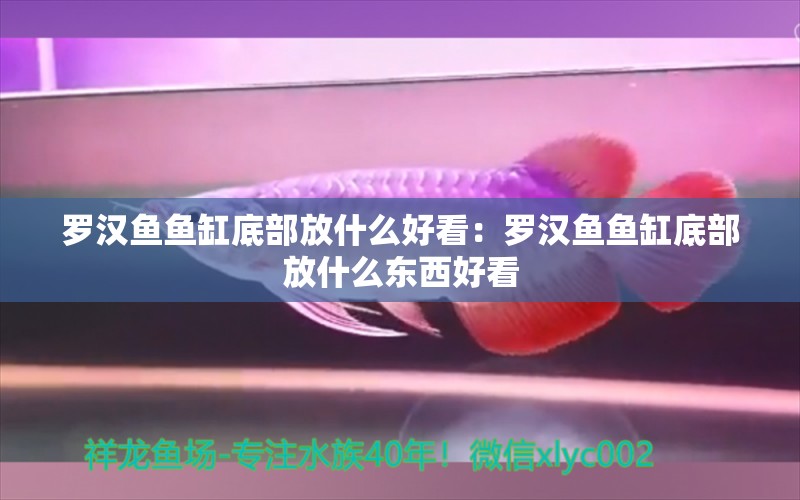 罗汉鱼鱼缸底部放什么好看：罗汉鱼鱼缸底部放什么东西好看 鱼缸百科 第2张