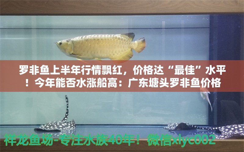 罗非鱼上半年行情飘红，价格达“最佳”水平！今年能否水涨船高：广东塘头罗非鱼价格