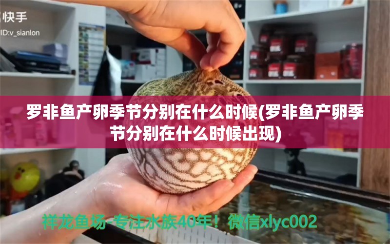 罗非鱼产卵季节分别在什么时候(罗非鱼产卵季节分别在什么时候出现) 稀有红龙品种