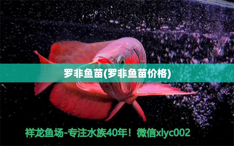 罗非鱼苗(罗非鱼苗价格) 星点金龙鱼