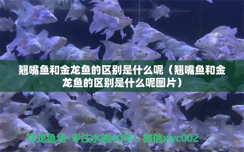 翘嘴鱼和金龙鱼的区别是什么呢（翘嘴鱼和金龙鱼的区别是什么呢图片）