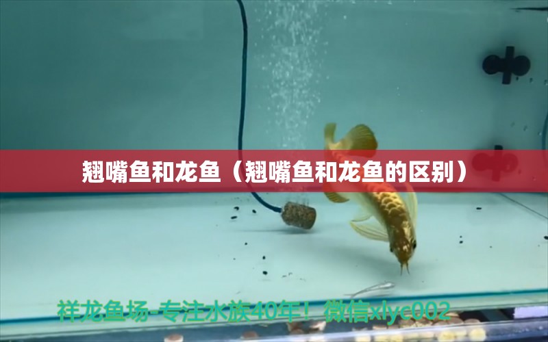 翘嘴鱼和龙鱼（翘嘴鱼和龙鱼的区别） 广州龙鱼批发市场