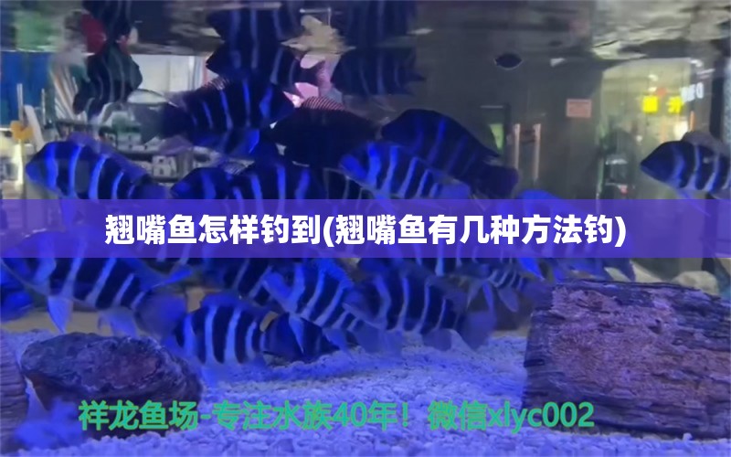 翘嘴鱼怎样钓到(翘嘴鱼有几种方法钓)