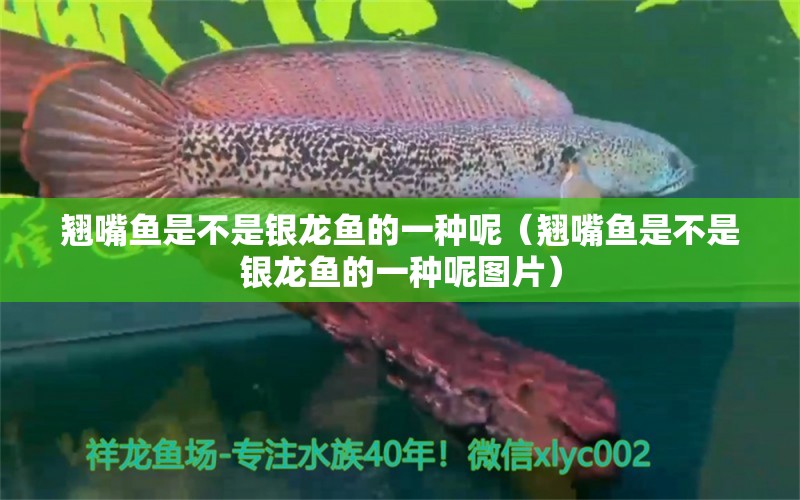 翘嘴鱼是不是银龙鱼的一种呢（翘嘴鱼是不是银龙鱼的一种呢图片） 银龙鱼