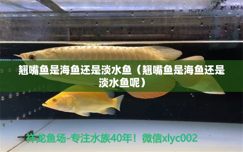 翘嘴鱼是海鱼还是淡水鱼（翘嘴鱼是海鱼还是淡水鱼呢） 广州龙鱼批发市场