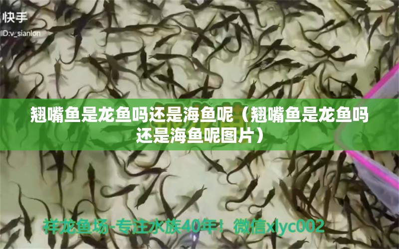 翘嘴鱼是龙鱼吗还是海鱼呢（翘嘴鱼是龙鱼吗还是海鱼呢图片）