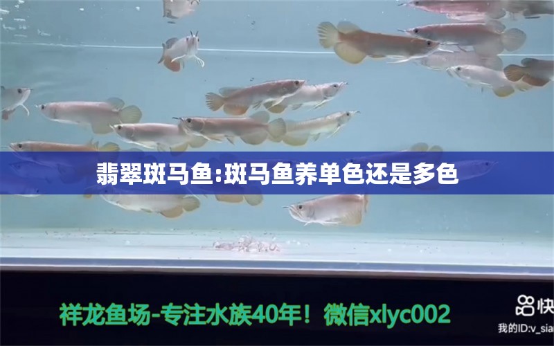 翡翠斑马鱼:斑马鱼养单色还是多色