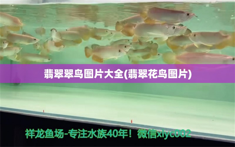 翡翠翠鸟图片大全(翡翠花鸟图片) 鱼缸等水族设备