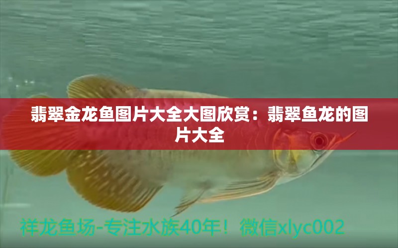 翡翠金龙鱼图片大全大图欣赏：翡翠鱼龙的图片大全 广州水族批发市场 第2张