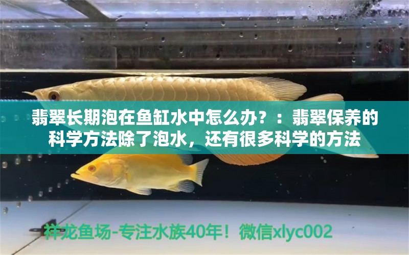 翡翠长期泡在鱼缸水中怎么办？：翡翠保养的科学方法除了泡水，还有很多科学的方法