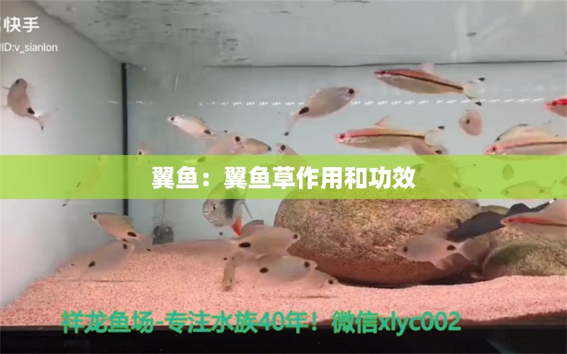 翼鱼：翼鱼草作用和功效