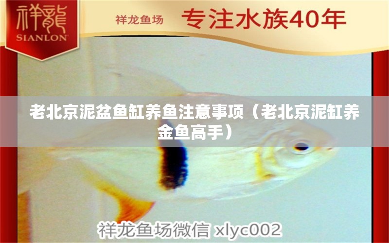 老北京泥盆鱼缸养鱼注意事项（老北京泥缸养金鱼高手） 祥龙水族医院