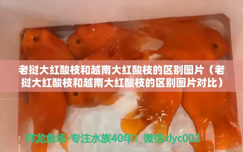 老挝大红酸枝和越南大红酸枝的区别图片（老挝大红酸枝和越南大红酸枝的区别图片对比）