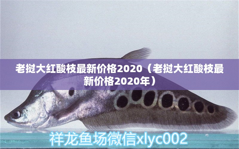 老挝大红酸枝最新价格2020（老挝大红酸枝最新价格2020年）