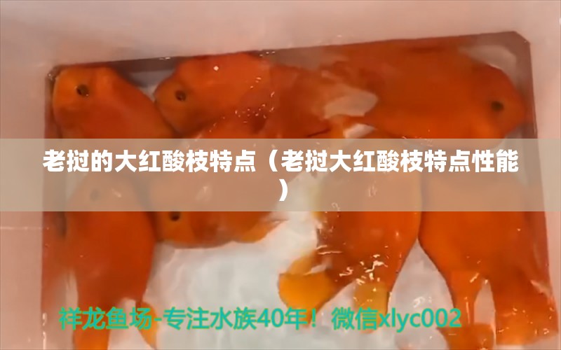 老挝的大红酸枝特点（老挝大红酸枝特点性能） 文玩