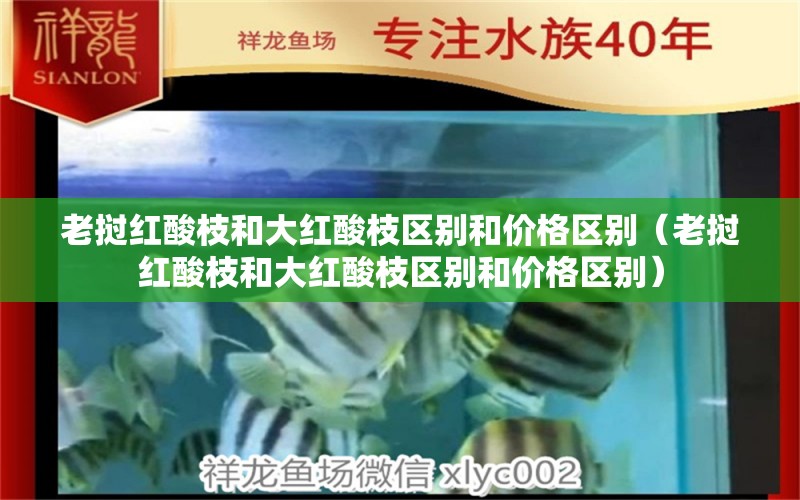 老挝红酸枝和大红酸枝区别和价格区别（老挝红酸枝和大红酸枝区别和价格区别）