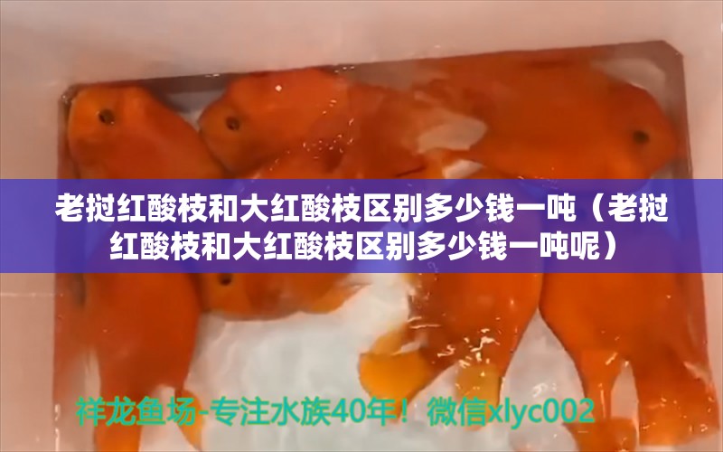 老挝红酸枝和大红酸枝区别多少钱一吨（老挝红酸枝和大红酸枝区别多少钱一吨呢）