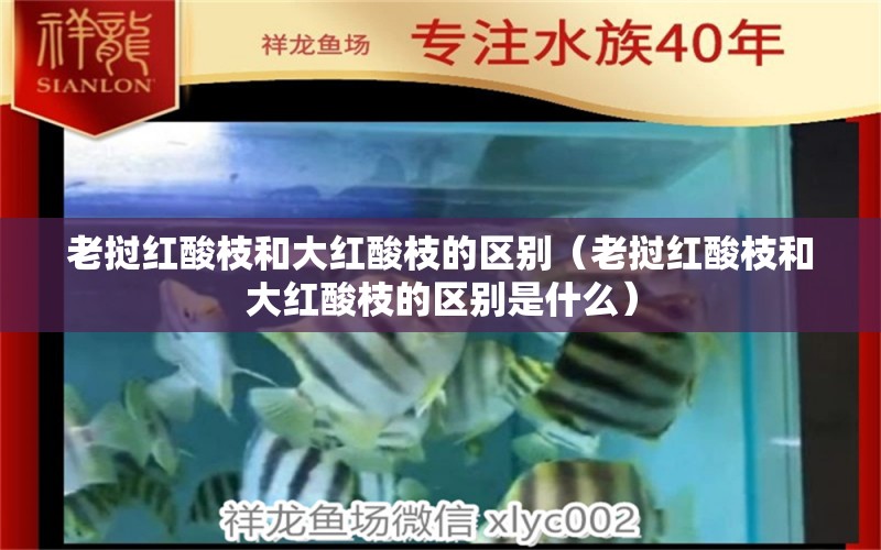 老挝红酸枝和大红酸枝的区别（老挝红酸枝和大红酸枝的区别是什么）