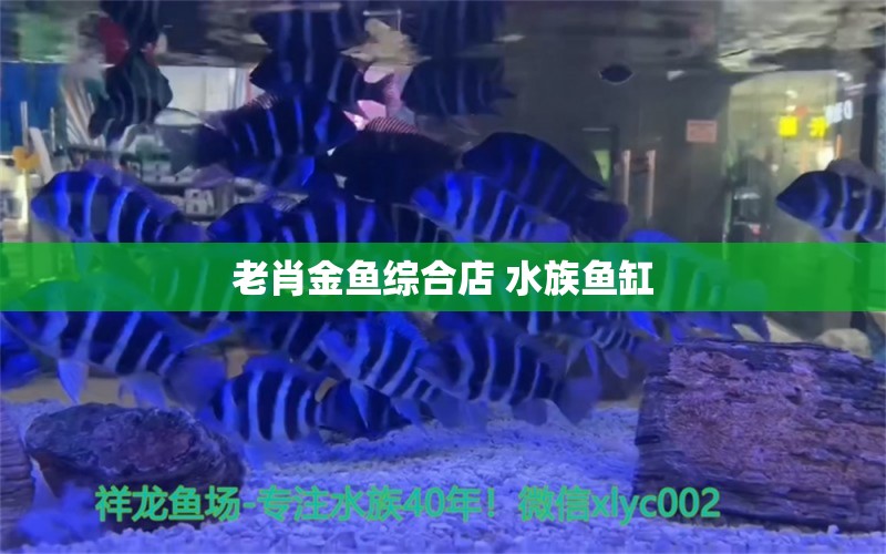 老肖金鱼综合店 水族鱼缸