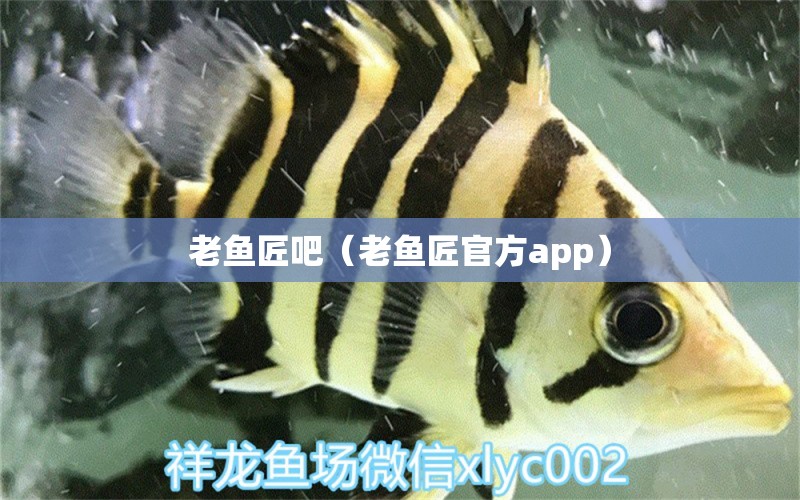 老鱼匠吧（老鱼匠官方app）